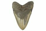 Huge, Fossil Megalodon Tooth - Serrated Blade #188211-2
